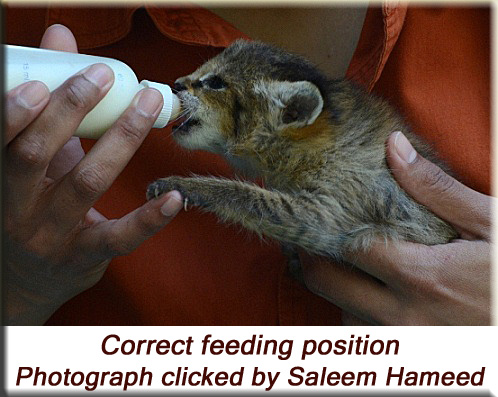Devna Arora - Correct feeding position for kittens